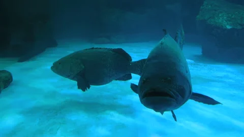 Giant grouper in an aquarium environment surrounded by diverse marine life. Stock Footage 342724514