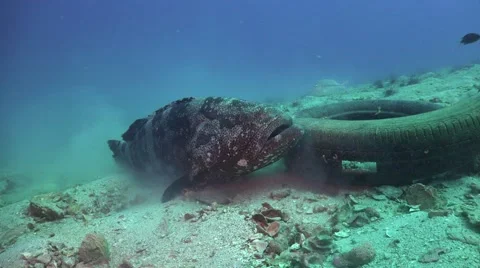 Giant grouper on the bottom Stock Footage 67198278
