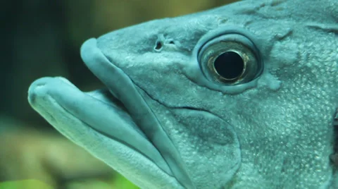Giant Grouper Breathing Stock Footage 36217708