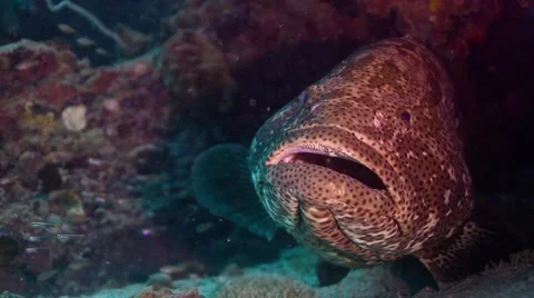 Giant Grouper breathing Stock Footage 58310477