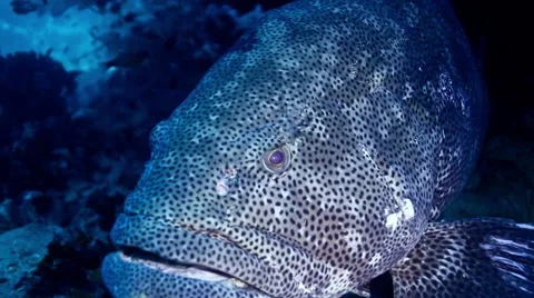 Giant grouper close-up Stock Footage 58305255