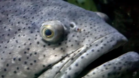 Giant Grouper Fish - close up Stock Footage 74399726
