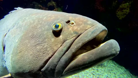 Giant Grouper Fish - close up Stock Footage 230459528