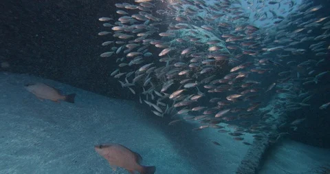 Giant grouper fish surrounded by school of forage fish swimming in deep ocean Stock Footage 109392301
