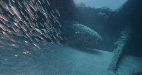 Giant grouper fish surrounded by school of forage fish swimming near ocean floor 스톡 동영상 109392435