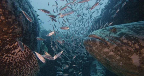 Giant grouper fish surrounded by school of forage fish swimming in deep ocean Stock Footage 109393642