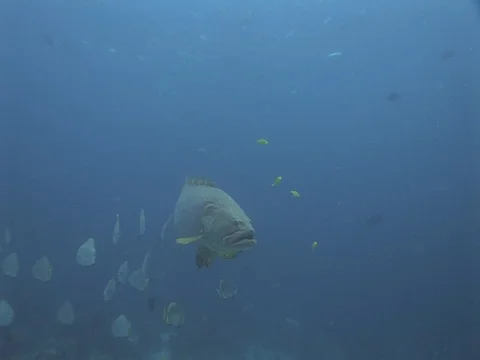 Giant Grouper Stock Footage 98669989