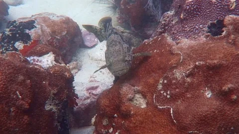 Giant Grouper Look At Camera Stock Footage 158985244
