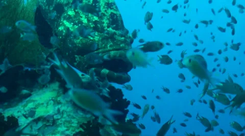 Giant grouper pan around Video stock 33070357