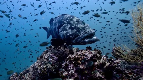 Giant grouper posing Stock Footage 58305304