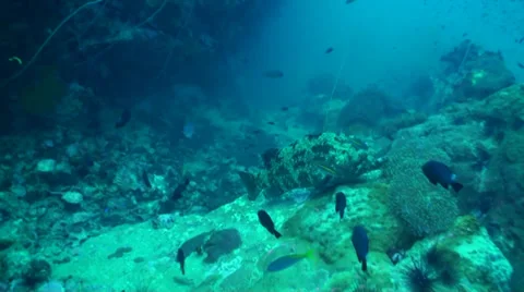 Giant grouper resting 動画素材 33070455