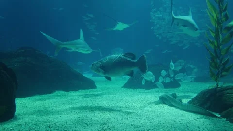 A giant grouper swims through deep blue water in a large aquarium Stock Footage 331010325