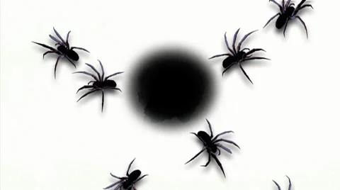 Giant Halloween Spiders Stock Footage