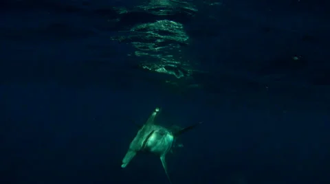 Giant Hammerhead Shark Stock Footage 25570849