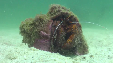 Giant hermit crab feeding Stock Footage 33109353