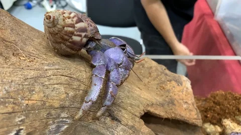 Giant Hermit crabs on timber. Stockbeeldmateriaal 124823769