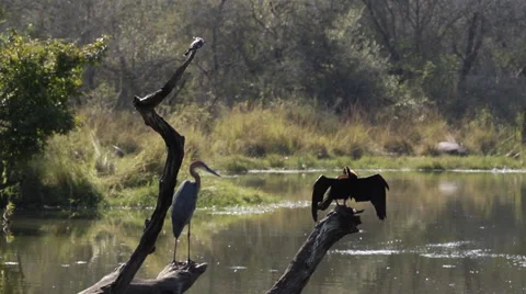 Giant Heron and African Darter and Pied Kingfisher on log Stock Footage
