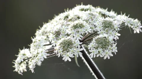 Giant Hogweed Stock-Footage 291894126