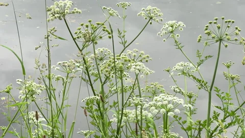 Giant Hogweed growing in the uk Stock-Footage 336401318
