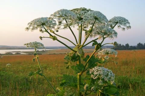 Giant hogweed Stock Photos