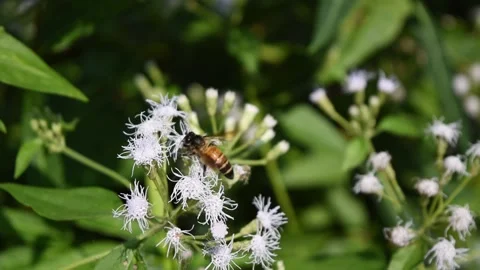 Giant honey bee seeking nectar on Bitter bush or Siam weed blossom Stock Footage 132019967