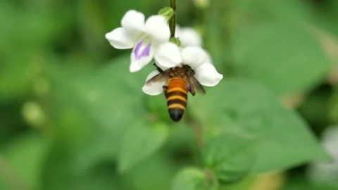 Giant honey bee seeking nectar on white flower in field Stock Footage 132933731