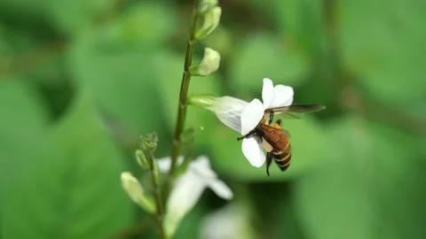 Giant honey bee seeking nectar on white flower Stock Footage 132933745