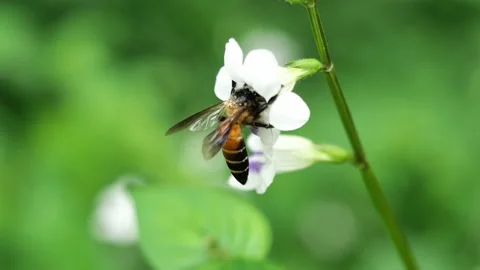 Giant honey bee seeking nectar on white Chinese violet blossom Stock Footage 163628868