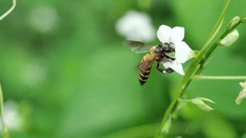 Giant honey bee seeking nectar on white Chinese violet blossom Stock Footage 164519748