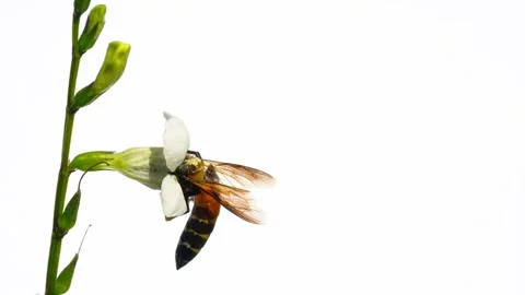 Giant honey bee seeking nectar on white Chinese violet blossom Stock Footage 222493640