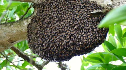 The Giant honeybee on the big tree Stock Footage 64237200