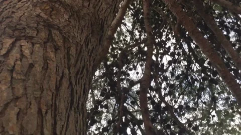 Giant Huge Coniferous pine with pine Cones and Green Needles in Park in Summer 2 Stock Footage 168014136