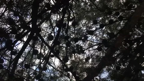 Giant Huge Coniferous pine with pine Cones and Green Needles in Park in Summer Stock Footage 168014140