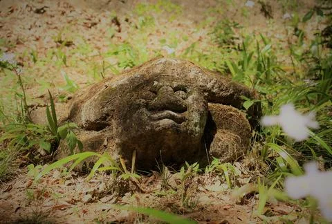 Giant Human-Faced Turtle. Stock Photos