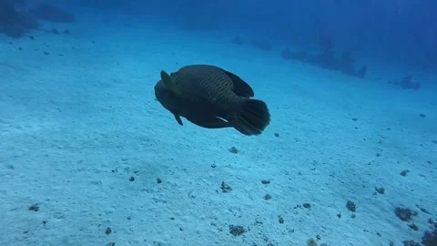 Giant Humphead Wrasse Gliding in Deep Blue Water - 4K Stock Footage 329023261