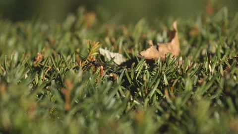 A giant ichneumon with a long sting. Stock Footage 165364523