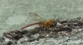 Giant Ichneumon (Megarhyssa greenei) wasp male searching for females 1 HD Footage
