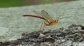 Giant Ichneumon (Megarhyssa greenei) wasp male searching for females 2 HD Footage