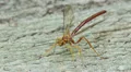 Giant Ichneumon (Megarhyssa greenei) wasp male searching for females 3 HD Footage