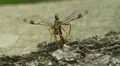 Giant Ichneumon (Megarhyssa macrurus) wasp male insemination 2 HD Footage