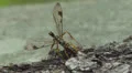 Giant Ichneumon (Megarhyssa macrurus) wasp male insemination 1 HD Footage