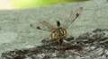 Giant Ichneumon (Megarhyssa macrurus) wasp male insemination 3 HD Footage