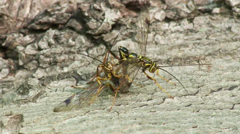 Giant Ichneumon (Megarhyssa macrurus) wasps compete to inseminate a female 1 Stock Footage