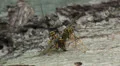 Giant Ichneumon (Megarhyssa macrurus) wasps compete to inseminate a female 2 HD Footage