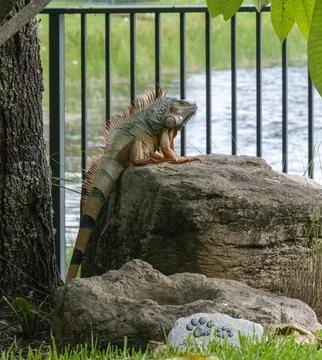 Giant Iguana Stock Photos