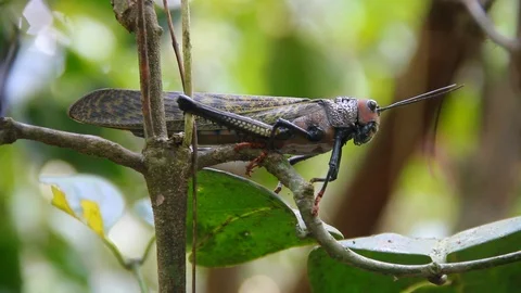 Giant Insect in rainforest Stock Footage 88392675