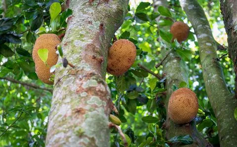 Giant Jackfruit tree with multiple huge fruits hanging from branches and trunk Stock Photos
