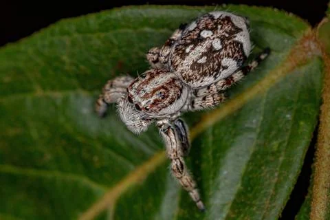 Giant Jumping Spider Stock Photos