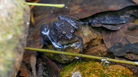 Giant jungle toad in creek. Vídeos de archivo 74642549