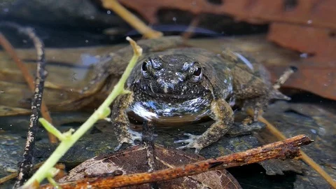 Giant jungle toad in creek. 库存影片 74958888